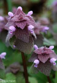 May 11, 2021 · while dead nettle plants are flowering perennials, stinging nettles, by contrast, are noxious weeds (but edible when properly prepared). Purple Dead Nettle