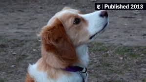 We did not find results for: The Art Of Naming A Dog The New York Times