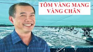 XỬ LÝ KHI TÔM BỊ VÀNG MANG, VÀNG CHÂN #nuoitom ​​​​​ #thuhoachtom​​​​​  #thuysan #shorts