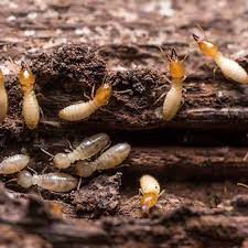 Is 43 a good estimate for black diamond pest control, inc.'s employee count? Black Diamond Franchise Cost Black Diamond Franchise For Sale