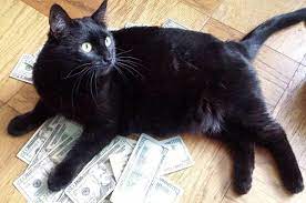 Sylvester is one of the most truly terrific famous black and white cat names. 15 Famous Black Cat Names In Movies Cat Names Cats Cats And Kittens