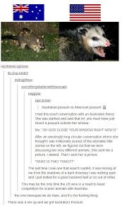 Australian Possum Vs American Opossum Google Search Tumblr Funny Funny Koala Funny