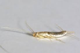 Why Do You Get Silverfish In Your Home Panther Pest Control