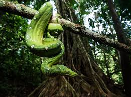 They are similar in appearance to the green tree python. Emerald Tree Boa Snake Britannica