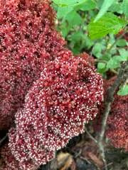 Image result for Sarcophyte piriei