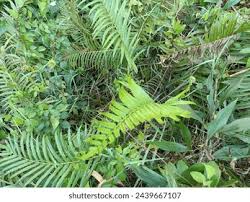 Image result for Pneumatopteris afra