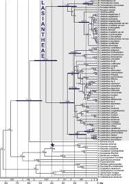 Image result for Lasianthus kilimandscharicus