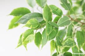 Is ficus benjamina poisonous to animals? Weeping Fig Tree Plant Ficus Benjamina Care Indoors Outdoors Plantopedia