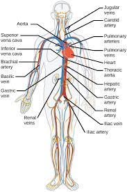 These vessels transport blood cells, nutrients, and oxygen to the tissues of the body. Blood Vessels Biology For Majors Ii
