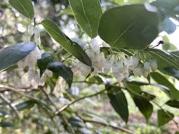 Image result for Agarista salicifolia