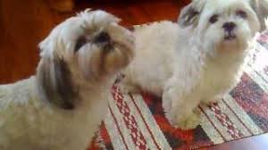 The feet are catlike and round with an abundance of hair. Singing Lhasa Apso Youtube