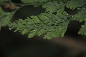 Image result for Vandenboschia