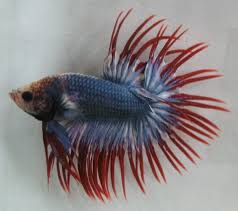 Ikan cupang atau ikan yang bernama latin betta sp merupakan salah satu ikan hias yang memiliki ikan cupang fancy juga berasa dari thailand, karena memang banyak sekali ikan aduan yang bagus. Tentang Ikan Cupang Dan Permasalahannya Bangcupang
