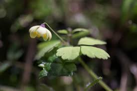 Image result for Isopyrum nipponicum