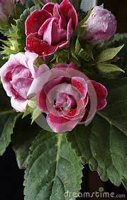 Beautiful Red And Pink Flowers Gloxinia Sinningia Hibrida Flowers Beautiful Flowers Pink Flowers