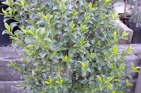 There are no citations for this plant. Eugenia Myrt Monterey Bay Deciduous Evergreen