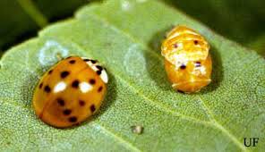 Fuzzy bee is a colorless mythic bee. Ladybugs Insecta Coleoptera Coccinellidae