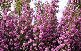 We did not find results for: 8 Super Pretty Flowers That Start With I