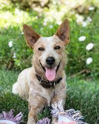 Uncertain About The Red Heeler Here S What You Need To Know K9 Web