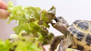 Scegliere corretta alimentazione delle tartarughe di terra è importante perché permette alle tartarughe di terra di assimilare tutte le diverse sostanze di cui il loro organismo ha bisogno. Cosa Mangiano Le Tartarughe Di Terra Tartaguida