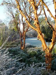 A Winter View At Sir Harold Hillier Gardens Winter Garden Dream Garden Public Garden