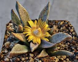 Image result for Nananthus vittatus