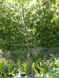 But you would be shocked tofind out that it is a. How To Transplant Fruit Trees