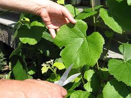 Any later, they will be tough. Growing Grapes Is Easy Mother Earth News