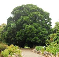 Hello ever wondered what south africa's national tree is? File Outeniqua Yellowwood Tree Cape Town Jpg Wikispecies