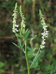 Image result for Melilotus albus