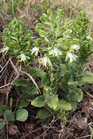 Image result for Holothrix micrantha