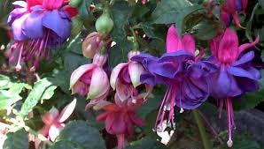Check spelling or type a new query. The Army Nurse Corps Association Anca Fuchsia Army Nurse A Story Of Strength And Beauty