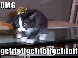 Image result for lolcats