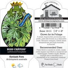 Image result for Actiniopteris