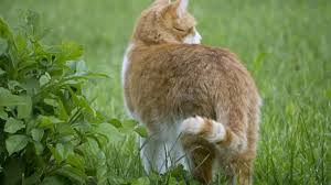 Die besten ergebnisse erzielt man im allgemeinen mit geräten, die auf wasser basieren. Katzenabwehr Katzen Im Garten Vertreiben Gartenrevue De