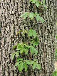 Image result for Parthenocissus quinquefolia