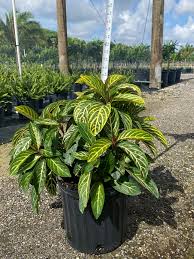 Image result for Sanchezia