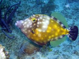 Black And White Spotted Saltwater Fish White Spotted File Fish Grand Cayman Fish Sea Life Under The Sea