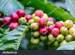 Image result for Coffea sp. A