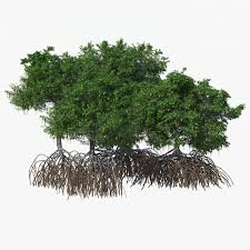 Mangrove Bushes 3d Model Mangrove Landscape Trees Mangrove Forest