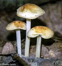 Image result for Marasmius sp.