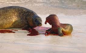 ✓ freie kommerzielle nutzung ✓ keine ähnliche bilder: Robben Und Seehunde Im Wattenmeer Ecomare Texel