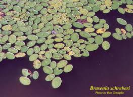 Image result for Brasenia