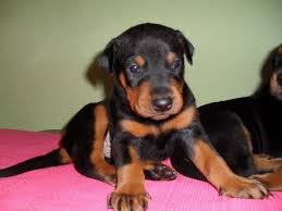 Irk Garantili King Doberman Yavrularim Irk Garantili King Doberman Yavrularim Kopek Kopekseverler Kopeksahiplendirme K Doberman Evcil Hayvanlar Kopek