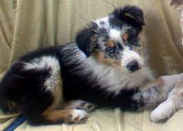 Blue Merle Australian Shepherd Puppy Australian Shepherd Blue Merle Australian Shepherd Puppy Australian Shepherd Puppies