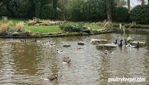 Raising a duck as a pet duck as a pet is a good idea because ducks are adorable birds, you can raise them directly pure castings from superworms (zophobas morio). Beginners Guide To Keeping Ducks