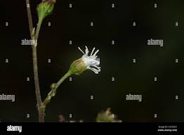 Image result for Adenostemma mauritianum