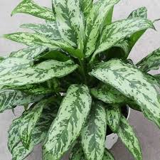 Check spelling or type a new query. Aglaonema Houseplants City Floral Garden Center Denver Colorado