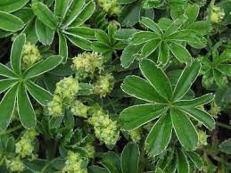 Foto Von Alchemilla Conjuncta Agg Kalk Silbermantel Pflanzen Stauden Garten