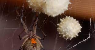 Make sure your home & yard is protected from spiders and other poisonous pests with this marking is bright red and signals danger to predators and attackers. The World S Most Dangerous Spiders Warning Graphic Images Cbs News